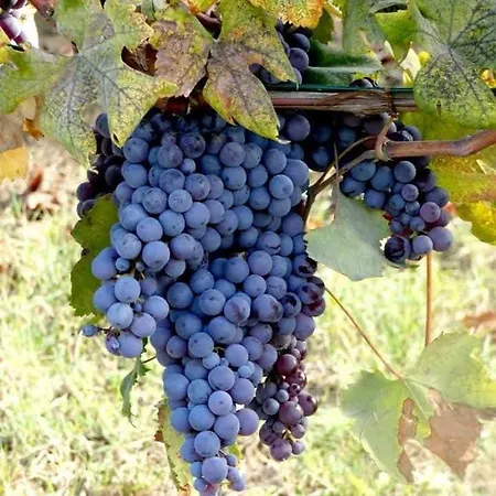 I Quattro Grappoli 3* Neive