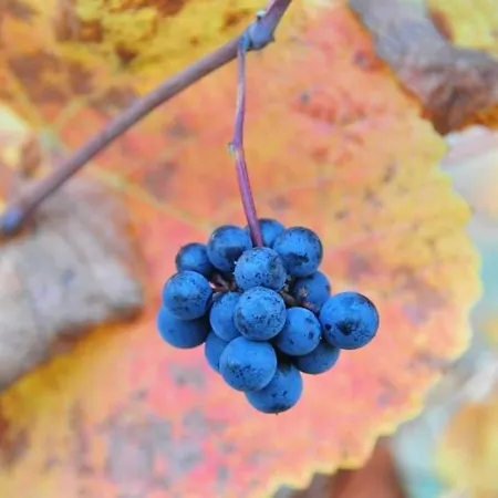 I Quattro Grappoli Panzió 3*