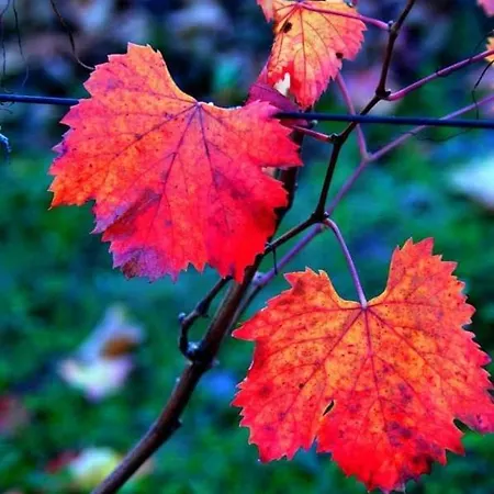 I Quattro Grappoli Panzió