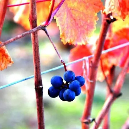 Bed & Breakfast I Quattro Grappoli