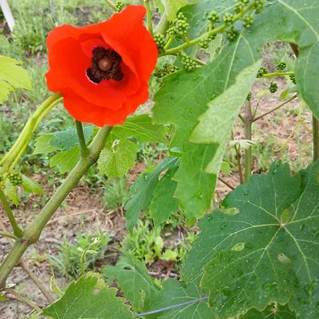 I Quattro Grappoli 3* Neive